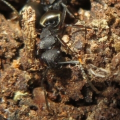 Polyrhachis phryne (A spiny ant) at Jacka, ACT - 30 Jun 2021 by Christine