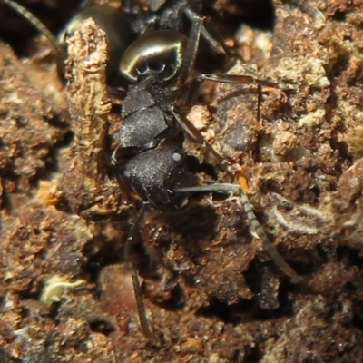 Polyrhachis phryne (A spiny ant) at Jacka, ACT - 30 Jun 2021 by Christine