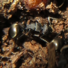 Polyrhachis phryne at Jacka, ACT - 30 Jun 2021 02:27 PM