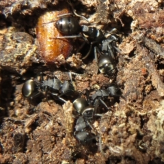 Polyrhachis phryne at Jacka, ACT - 30 Jun 2021