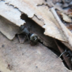 Polyrhachis phryne at Jacka, ACT - 30 Jun 2021 02:27 PM