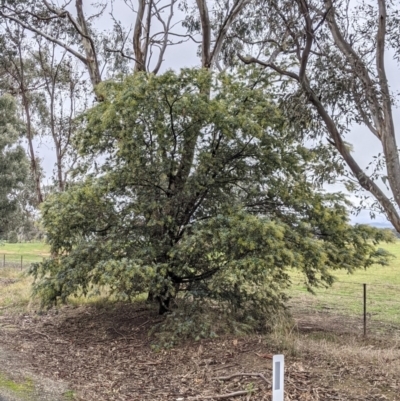 Acacia baileyana (Cootamundra Wattle, Golden Mimosa) at Albury - 2 Jul 2021 by Darcy