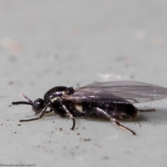 Scatopse notata (Black Compost Fly) at Macgregor, ACT - 2 Jul 2021 by Roger