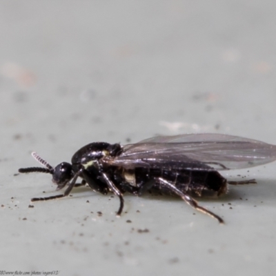 Scatopse notata (Black Compost Fly) at Macgregor, ACT - 2 Jul 2021 by Roger