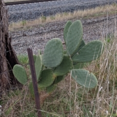 Opuntia sp. (Prickly Pear) at Table Top, NSW - 2 Jul 2021 by Darcy