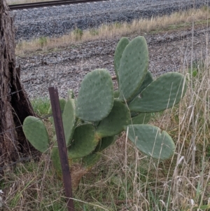 Opuntia sp. at Table Top, NSW - 2 Jul 2021