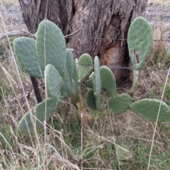 Opuntia sp. at Table Top, NSW - 2 Jul 2021