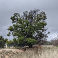 Acacia decurrens (Green Wattle) at Table Top, NSW - 2 Jul 2021 by Darcy