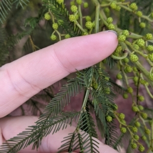 Acacia decurrens at Table Top, NSW - 2 Jul 2021 11:52 AM