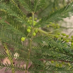 Acacia decurrens at Table Top, NSW - 2 Jul 2021 11:52 AM