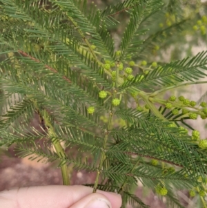 Acacia decurrens at Table Top, NSW - 2 Jul 2021 11:52 AM