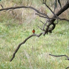 Petroica phoenicea (Flame Robin) at Albury - 2 Jul 2021 by Darcy