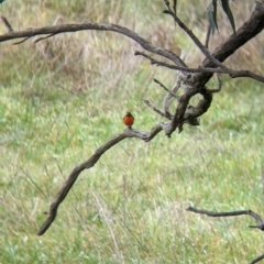 Petroica phoenicea (Flame Robin) at Table Top, NSW - 2 Jul 2021 by Darcy