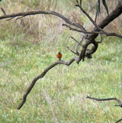 Petroica phoenicea (Flame Robin) at Table Top, NSW - 2 Jul 2021 by Darcy