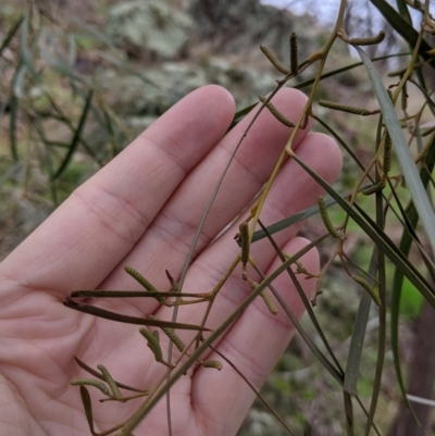 Acacia doratoxylon (Currawang) at Albury - 2 Jul 2021 by Darcy