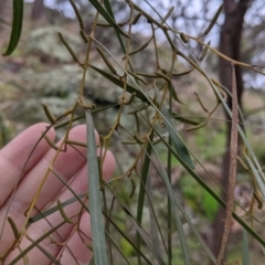 Acacia doratoxylon at Table Top, NSW - 2 Jul 2021 12:15 PM