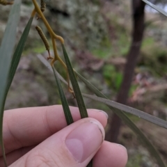 Acacia doratoxylon at Table Top, NSW - 2 Jul 2021 12:15 PM