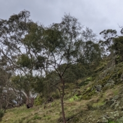 Acacia doratoxylon at Table Top, NSW - 2 Jul 2021