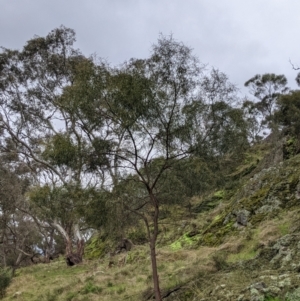 Acacia doratoxylon at Table Top, NSW - 2 Jul 2021 12:15 PM