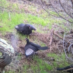 Corcorax melanorhamphos (White-winged Chough) at Budginigi - 2 Jul 2021 by Darcy