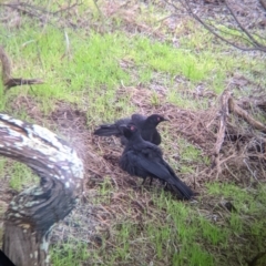 Corcorax melanorhamphos at Table Top, NSW - 2 Jul 2021 12:20 PM