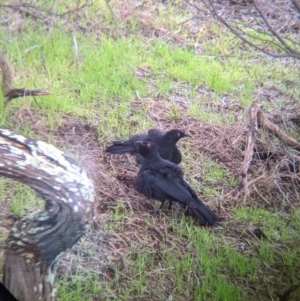 Corcorax melanorhamphos at Table Top, NSW - 2 Jul 2021 12:20 PM