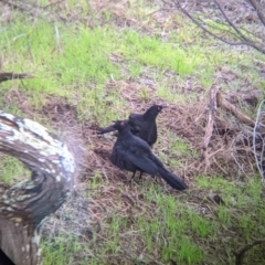 Corcorax melanorhamphos at Table Top, NSW - 2 Jul 2021 12:20 PM