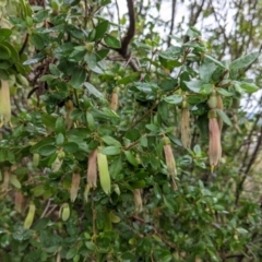 Correa reflexa var. reflexa (Common Correa, Native Fuchsia) at Albury - 2 Jul 2021 by Darcy