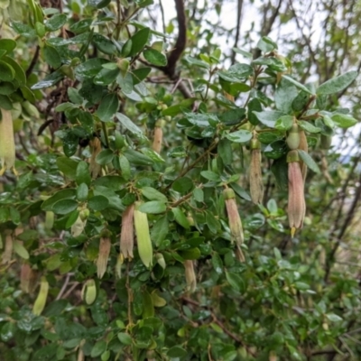 Correa reflexa var. reflexa (Common Correa, Native Fuchsia) at Table Top, NSW - 2 Jul 2021 by Darcy