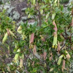 Correa reflexa var. reflexa (Common Correa, Native Fuchsia) at Albury - 2 Jul 2021 by Darcy