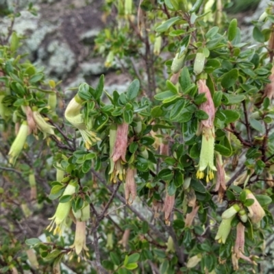 Correa reflexa var. reflexa (Common Correa, Native Fuchsia) at Table Top, NSW - 2 Jul 2021 by Darcy