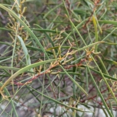 Acacia doratoxylon (Currawang) at Budginigi - 2 Jul 2021 by Darcy