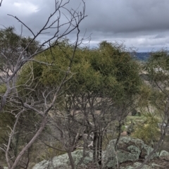 Acacia doratoxylon at Table Top, NSW - 2 Jul 2021