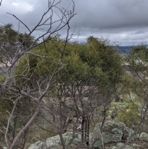 Acacia doratoxylon at Table Top, NSW - 2 Jul 2021 12:36 PM