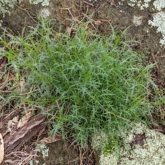 Isotoma axillaris (Australian Harebell, Showy Isotome) at Table Top, NSW - 2 Jul 2021 by Darcy