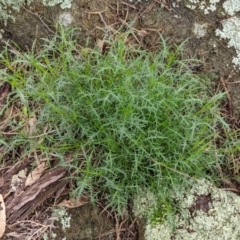 Isotoma axillaris (Australian Harebell, Showy Isotome) at Table Top, NSW - 2 Jul 2021 by Darcy