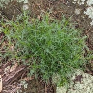 Isotoma axillaris at Table Top, NSW - 2 Jul 2021 12:41 PM