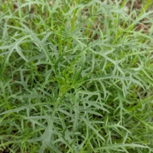 Isotoma axillaris at Table Top, NSW - 2 Jul 2021 12:41 PM