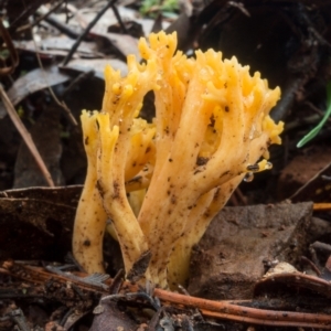 Ramaria sp. at Coree, ACT - 2 Jul 2021