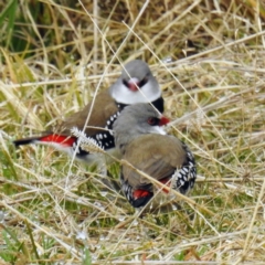 Stagonopleura guttata (Diamond Firetail) at Stromlo, ACT - 2 Jul 2021 by HelenCross