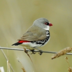 Stagonopleura guttata at Stromlo, ACT - 2 Jul 2021