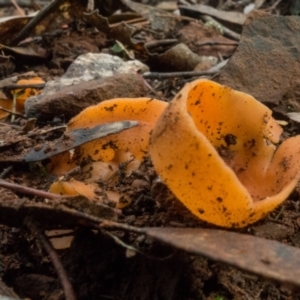 Aleuria sp. (genus) at Cotter River, ACT - 2 Jul 2021