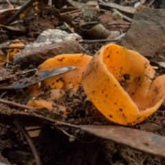 Aleuria sp. at Cotter River, ACT - 2 Jul 2021