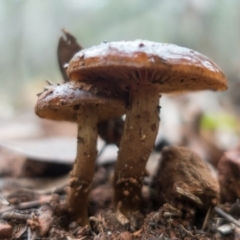 zz agaric (stem; gills not white/cream) at Lower Cotter Catchment - 2 Jul 2021 by Jek