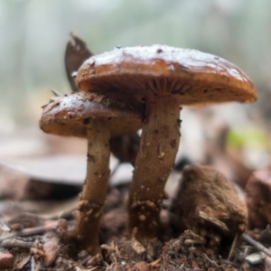 zz agaric (stem; gills not white/cream) at Coree, ACT - 2 Jul 2021 12:41 PM