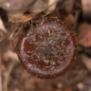 zz agaric (stem; gills not white/cream) at Coree, ACT - 2 Jul 2021