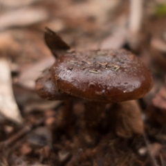 zz agaric (stem; gills not white/cream) at Coree, ACT - 2 Jul 2021 12:41 PM