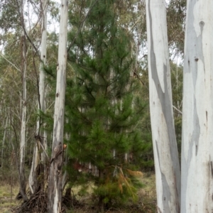 Pinus radiata at Cotter River, ACT - 2 Jul 2021