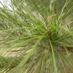 Pinus radiata at Cotter River, ACT - 2 Jul 2021