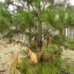 Pinus radiata at Cotter River, ACT - 2 Jul 2021